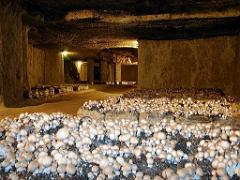 149 MUSEE DU CHAMPIGNON A  SAUMUR 2016 1_000030